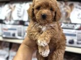 Maltipoo Bebekler Sizleri Bekliyor
