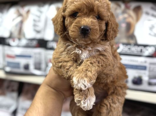 Maltipoo Bebekler Sizleri Bekliyor görsel