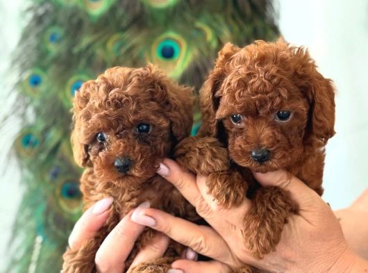 Teacup Aile Dostu Poodle Yavrular görsel