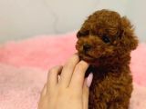 Teacup Aile Dostu Poodle Yavrular