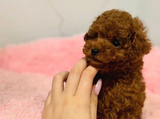 Teacup Aile Dostu Poodle Yavrular görsel