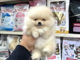 Kar Beyaz Mini Boy Pomeranian Yavrular