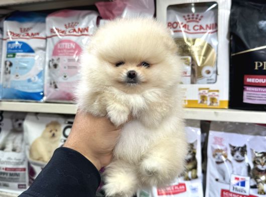 Kar Beyaz Mini Boy Pomeranian Yavrular görsel