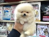 Kar Beyaz Mini Boy Pomeranian Yavrular