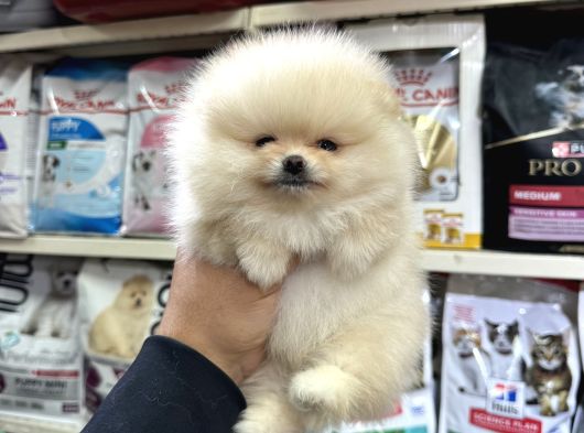 Kar Beyaz Mini Boy Pomeranian Yavrular görsel