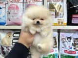 Kar Beyaz Mini Boy Pomeranian Yavrular