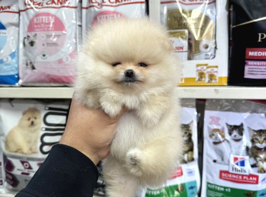 Kar Beyaz Mini Boy Pomeranian Yavrular görsel