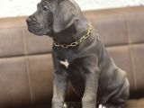 En İri̇si̇ni̇ İsteyene Blue Cane Corso