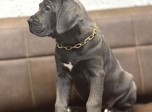 En İri̇si̇ni̇ İsteyene Blue Cane Corso görsel