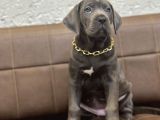 EN İRİSİNİ İSTEYENE BLUE CANE CORSO