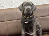 En İri̇si̇ni̇ İsteyene Blue Cane Corso