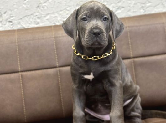 En İri̇si̇ni̇ İsteyene Blue Cane Corso görsel