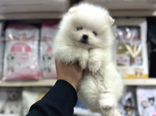 Kar Beyaz Mini Boy Pomeranian Yavrular