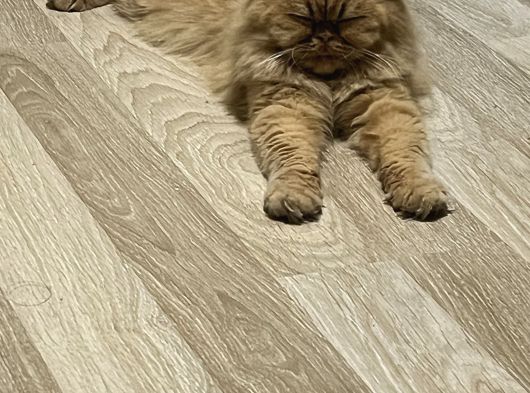 Dünyalar Tatlısı Iran Kedisi Poffy görsel