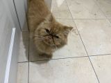 Dünyalar Tatlısı Iran Kedisi Poffy