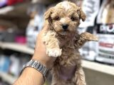 Toy poodle tadında maltipoo minikler