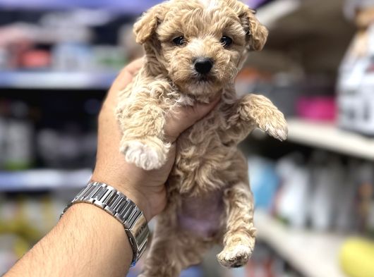 Maltipoo Yavrularımız Mini Boy görsel