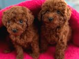 Red Brown Kore Poodle