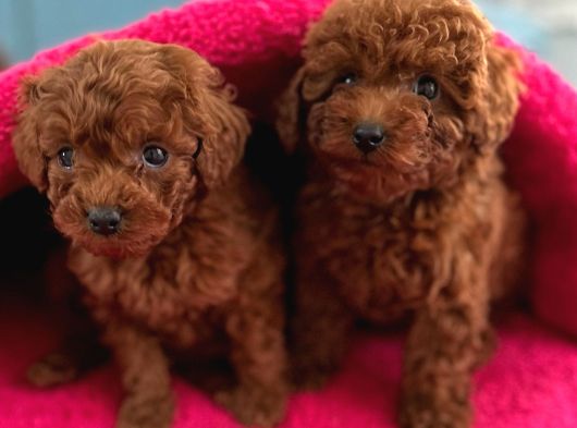 Red Brown Kore Poodle görsel