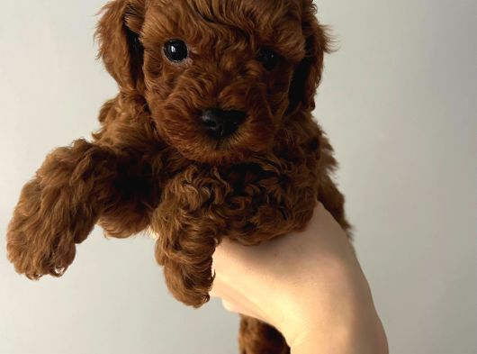 Red Brown Kore Poodle görsel