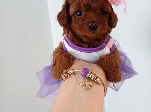 Red Brown Kore Poodle