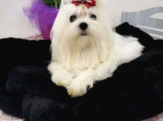 A Scrli Babadan Kore Maltese Bebeklerim