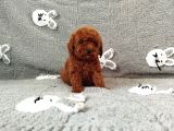 Orjinal korea poodle