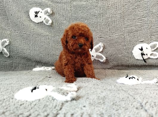 Orjinal Korea Poodle