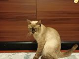 Ücretsi̇z Sahiplendirme Ane Ve Kedi Yavrusu