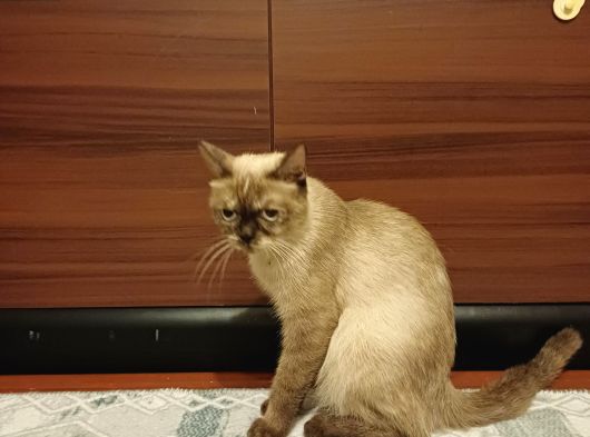 Ücretsi̇z Sahiplendirme Ane Ve Kedi Yavrusu görsel