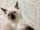 Ücretsi̇z Sahiplendirme Ane Ve Kedi Yavrusu