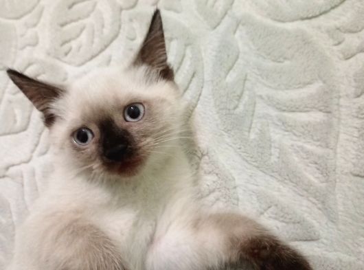 Ücretsi̇z Sahiplendirme Ane Ve Kedi Yavrusu görsel