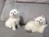 Aile Sıcaklığnda Büyüyen  Scottish Fold British Yvrlr