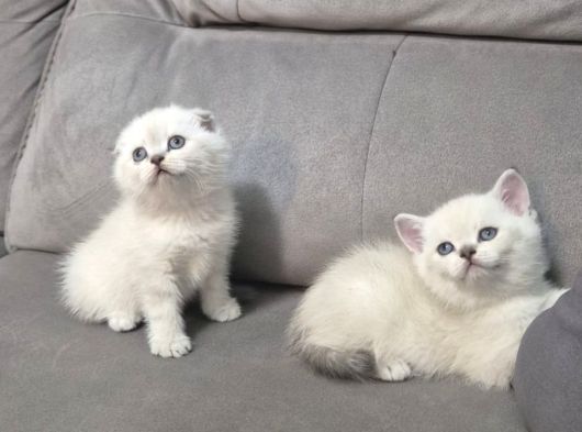 Aile Sıcaklığnda Büyüyen  Scottish Fold British Yvrlr görsel
