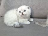 Aile Sıcaklığnda Büyüyen  Scottish Fold British Yvrlr