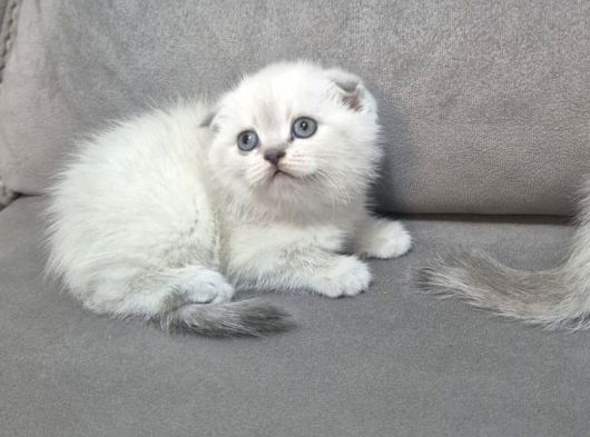 Aile Sıcaklığnda Büyüyen  Scottish Fold British Yvrlr görsel