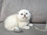 Aile Sıcaklığnda Büyüyen  Scottish Fold British Yvrlr