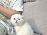 Aile Sıcaklığnda Büyüyen  Scottish Fold British Yvrlr