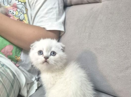 Aile Sıcaklığnda Büyüyen  Scottish Fold British Yvrlr görsel