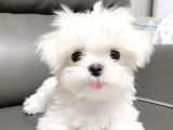 TEACUP TÜY DÖKMEYEN MALTESE BEBEKLER