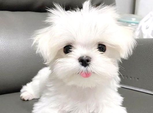 TEACUP TÜY DÖKMEYEN MALTESE BEBEKLER