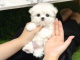 Teacup Tüy Dökmeyen Maltese Bebekler