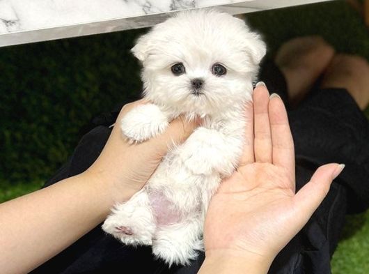 Teacup Tüy Dökmeyen Maltese Bebekler görsel