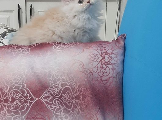 Safkan Muazzam  Chincila Yavrusu görsel