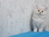 Safkan muazzam  chincila yavrusu