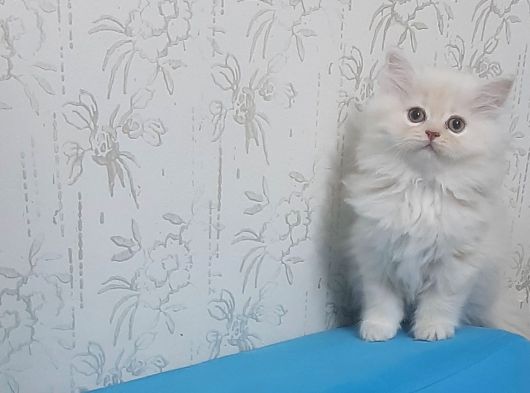 Safkan Muazzam  Chincila Yavrusu