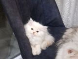 Safkan Muazzam  Chincila Yavrusu