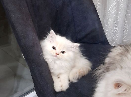 Safkan Muazzam  Chincila Yavrusu görsel