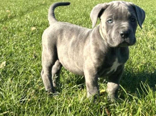 Irkının En Özeli Dev Cane Corso Yavrular