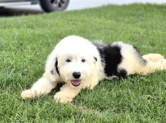 En Özel Renk Seçenecek İle Aui̇ssi̇edoodle-Bernedoodle-Labrado görsel